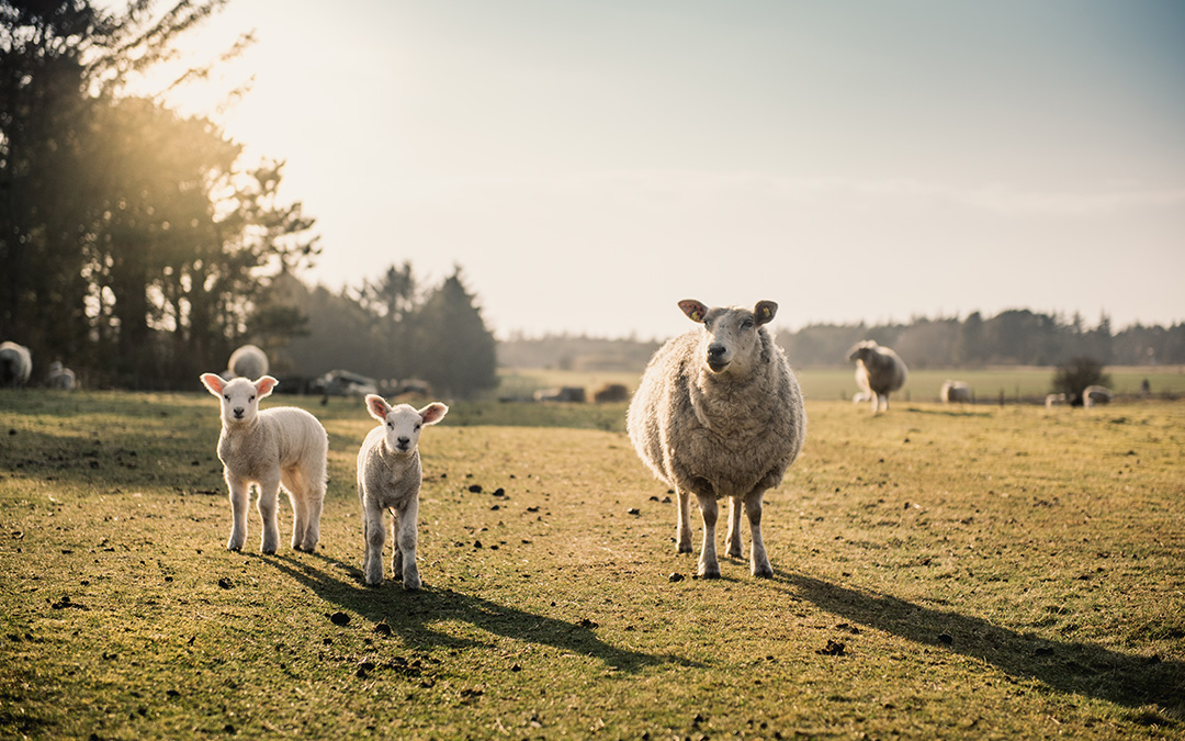 sheepeace